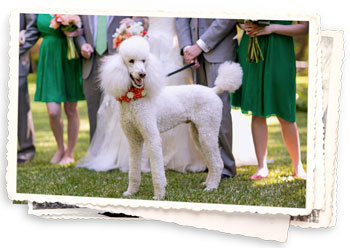 Stewart & Charny: Kelly Kate Photography 