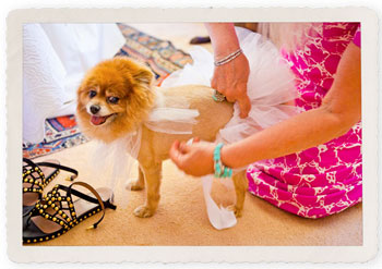 Stewart & Charny: Kelly Kate Photography 